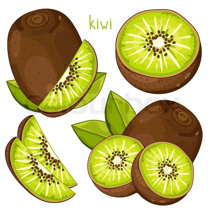 800x800 Kiwi Isolated, Kiwi Vector Stock Vector Colourbox