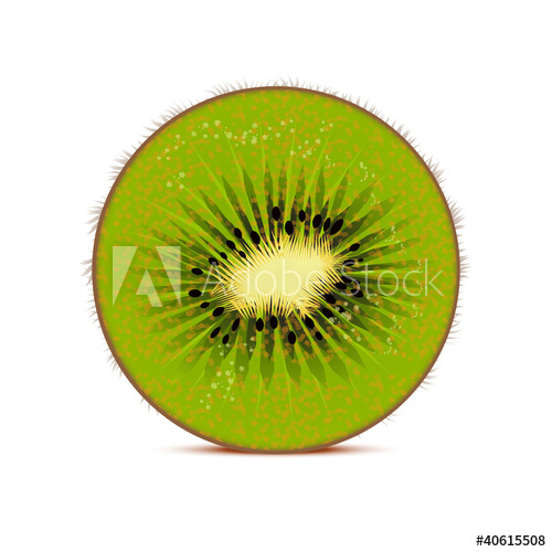 500x500 Kiwi Vector Illustration