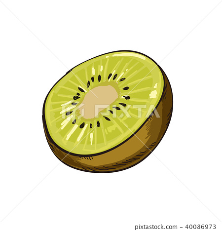 450x468 Kiwi Vector Illustration