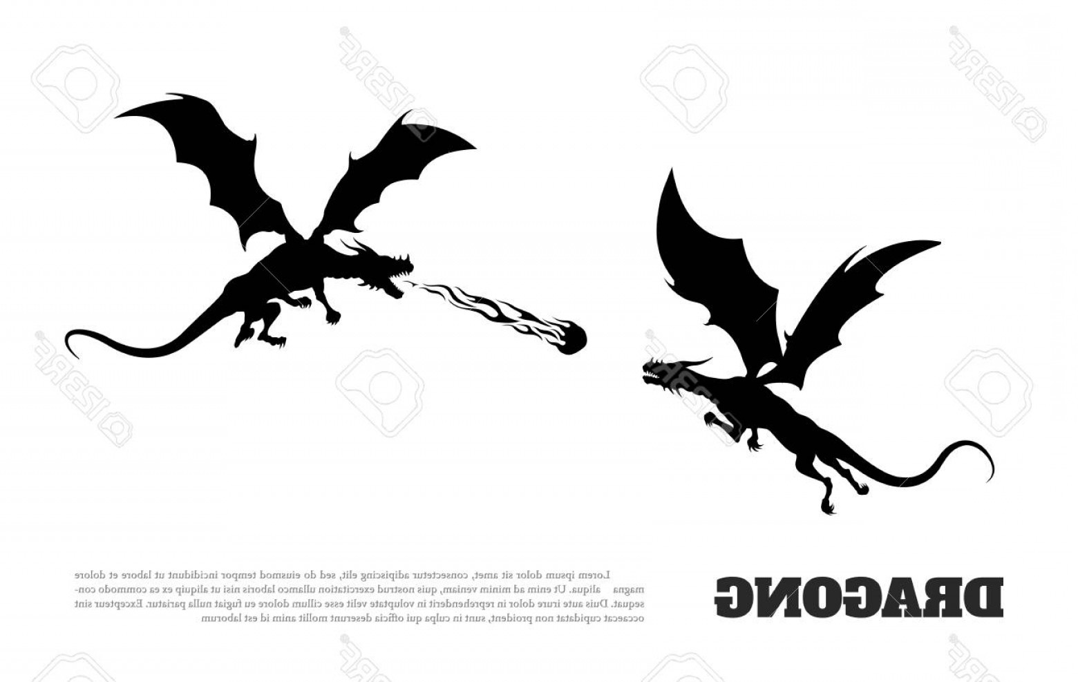 1560x987 Photostock Vector Black Silhouette Of Dragons Battle On White