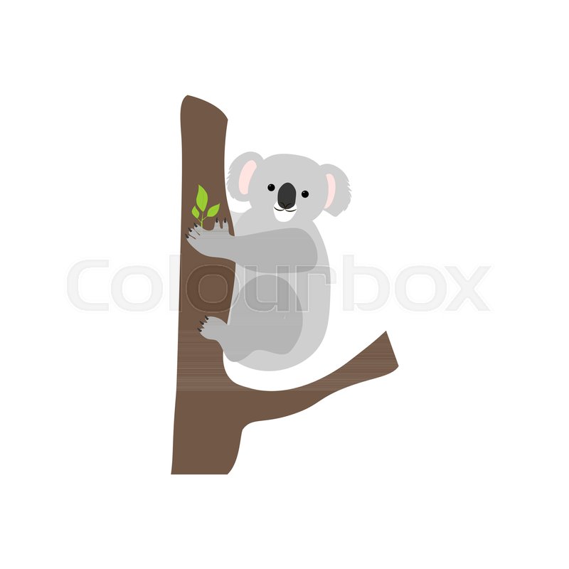 800x800 Koala Bear On The White Background, Stock Vector Colourbox