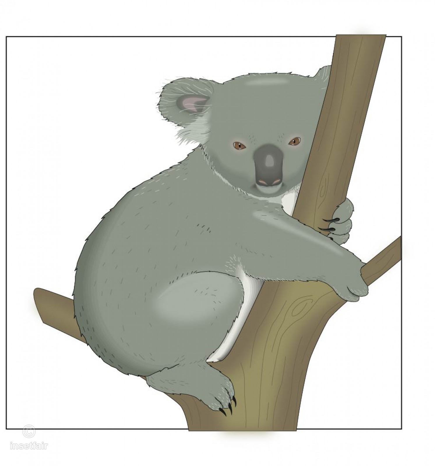 1493x1600 Australian Koala Vector Animal Illustration