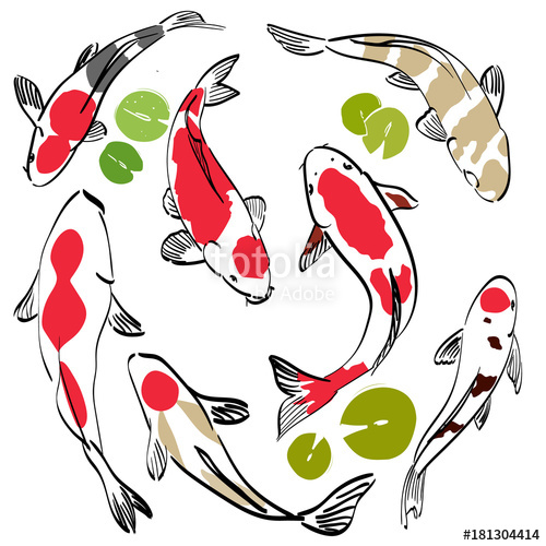 500x500 Koi Fish Vector Red Carp Background With Lotus Leaves Stock