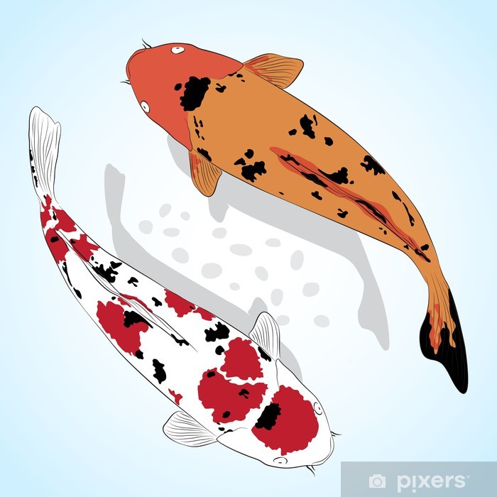 700x700 Carp Koi Fish Vector Greeting Card Wall Mural