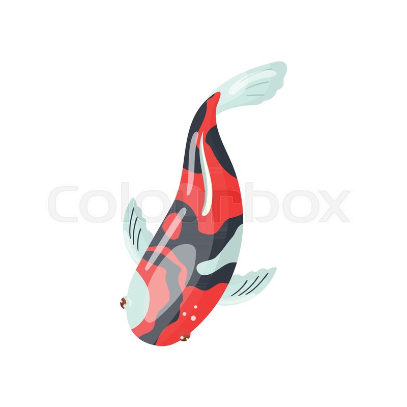 800x800 Shova Carp Koi Fish, Traditional Stock Vector Colourbox