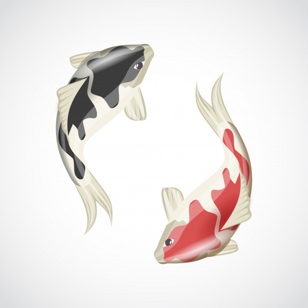 Koi Vectors, Photos And Free Download 626x626 Koi Vectors, Photos And Free Download