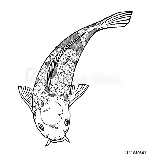 Koi Vector Illustration 475x500 Koi Vector Illustration