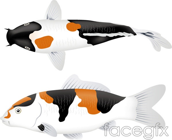 Koi Vector Over Millions Vectors, Stock Photos, Hd Pictures 600x488 Koi Vector Over Millions Vectors, Stock Photos, Hd Pictures