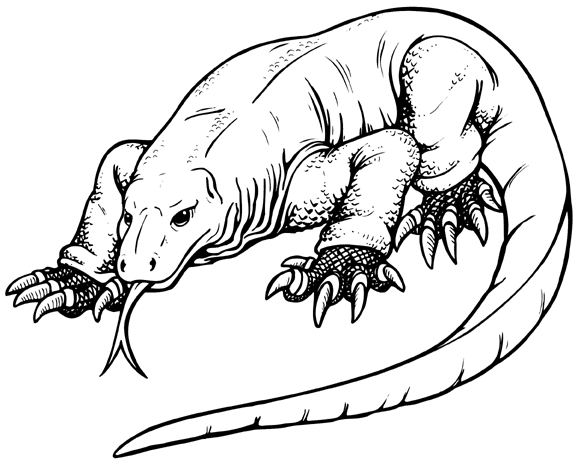 581x462 Komodo Dragon Clipart Black And White