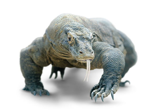 600x426 Komodo Dragon Lizard Stock Photo Free Download
