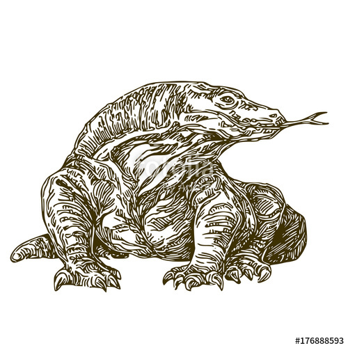 500x500 Komodo Dragon Sketch Vector Illustration Stock Image