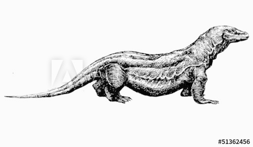 500x290 Hand Drawn Komodo Dragon