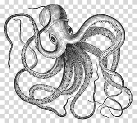 267x240 Kraken Photos, Royalty Free Images, Graphics, Vectors Videos