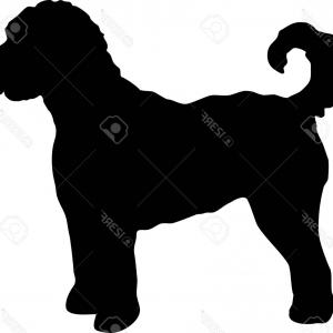 300x300 Goldendoodle Labradoodle Dog Laying Down Back Newwaysys