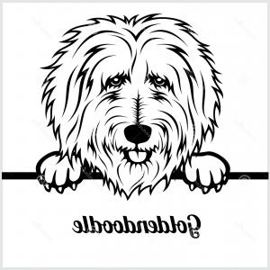 300x300 Goldendoodle Labradoodle Puppy Dog Ready Play Catchsplace