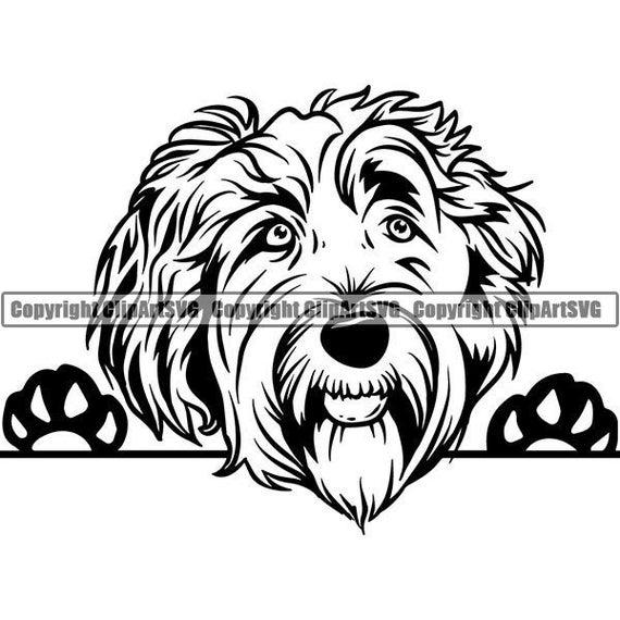 570x570 Labradoodle Peeking Dog Smiling Happy Breed Puppy K Etsy