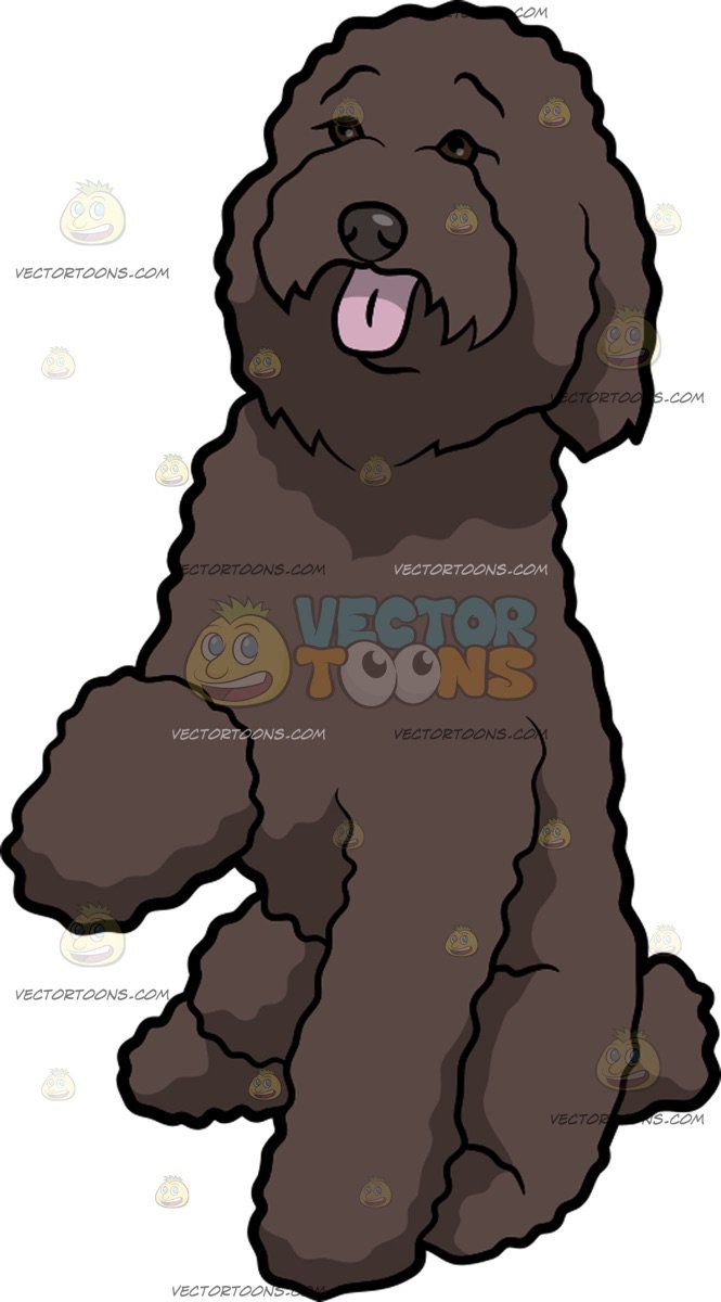 665x1200 A Playful Labradoodle Dog A Labradoodle With Brown Curly Coat