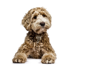320x240 Labradoodle Photos, Royalty Free Images, Graphics, Vectors