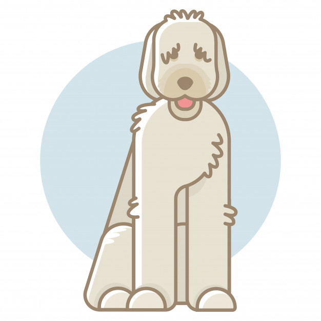 626x626 Labradoodle Vector Illustration Vector Premium Download