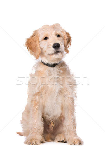 400x600 Australian Labradoodle Stock Photos, Stock Images And Vectors