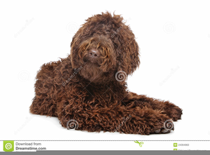 300x221 Brown Australian Labradoodle Free Images