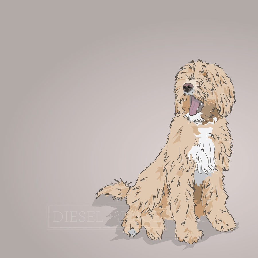 900x900 Dixie The Labradoodle