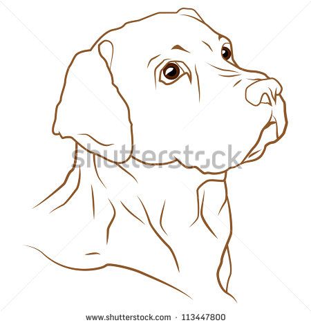 Labrador Retriever Vector