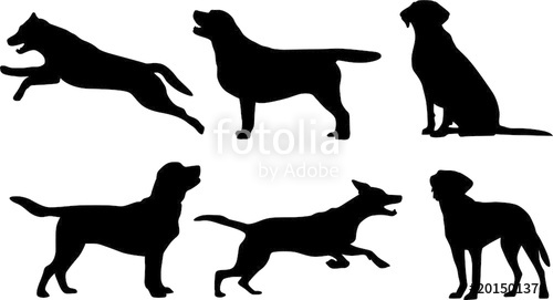 500x271 Labrador Retriever