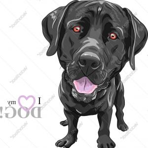 300x300 Black Dog Breed Labrador Retriever Vector Cultracing