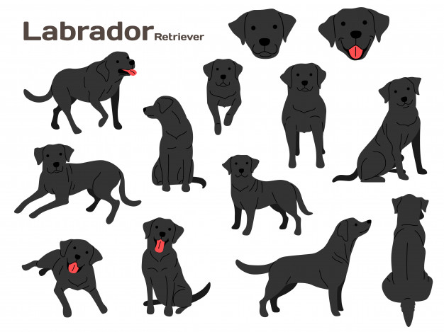 626x469 Labrador Vectors, Photos And Free Download