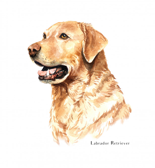 Download Labrador Retriever Vector at Vectorified.com | Collection ...