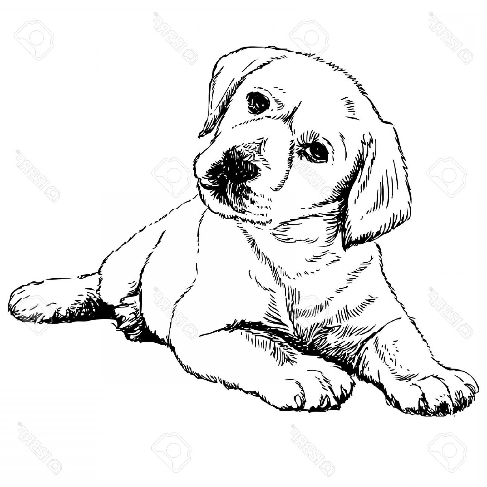 1560x1560 Photostock Vector Image Of Labrador Retriever Puppy Hand Drawn