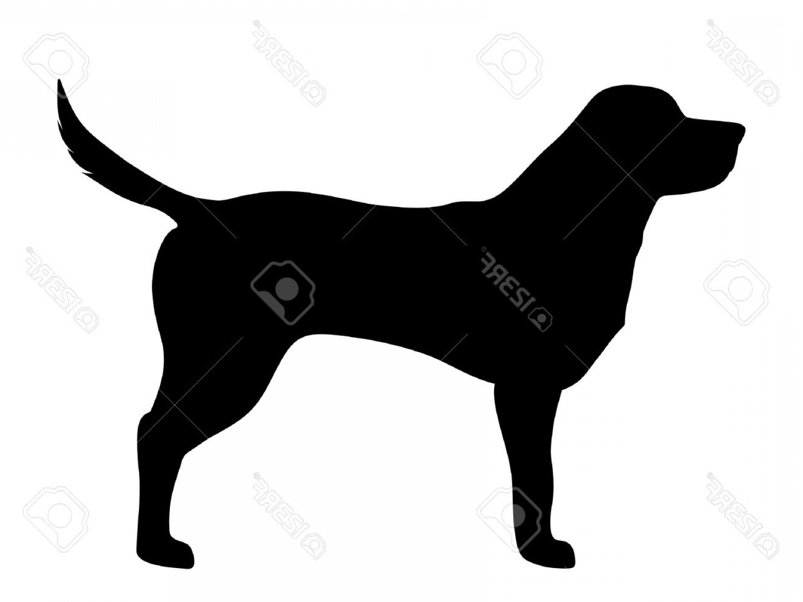 1560x1170 Photostock Vector Vector Black Silhouette Of A Labrador Retriever