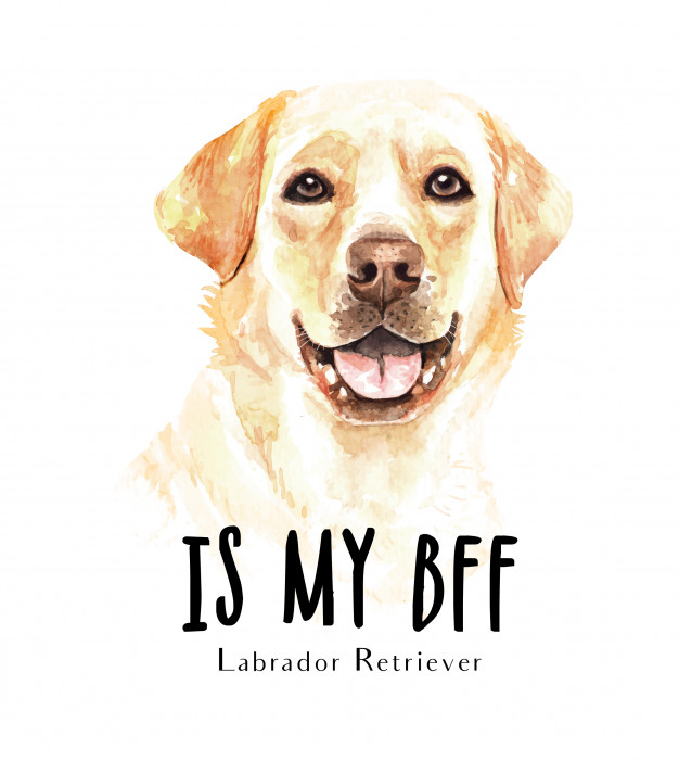 626x701 Portrait Labrador Retriever For Printing Vector Premium Download