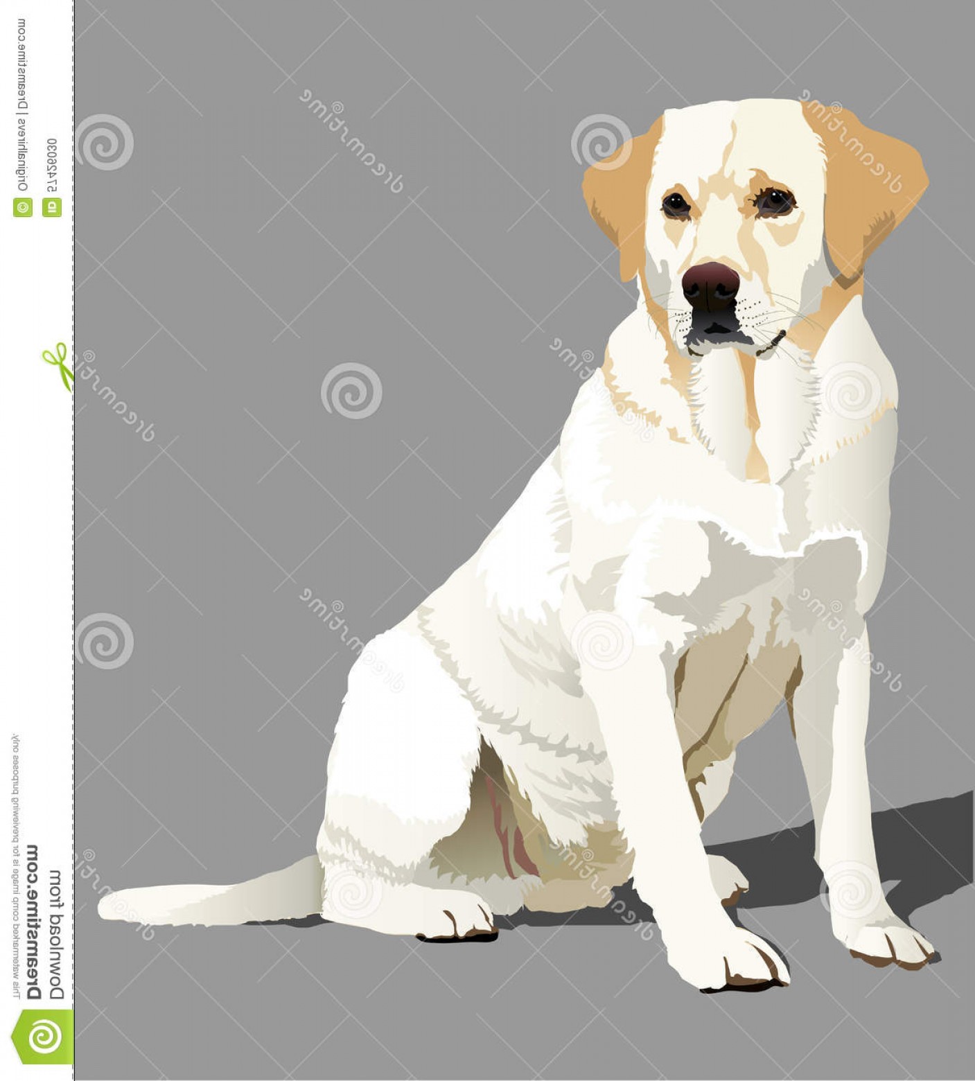 1407x1560 Stock Illustration Labrador Retriever Illustration Sitting Image