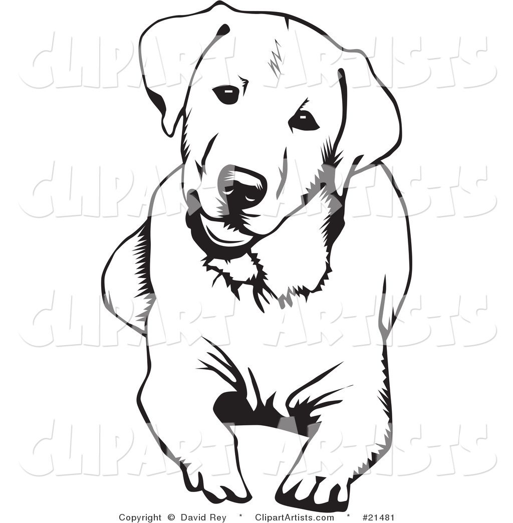 1024x1044 Vector Cute And Curious Labrador Retriever Dog Lying Down