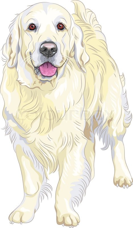 469x800 Vector Sketch Yellow Gun Dog Breed Stock Vector Colourbox