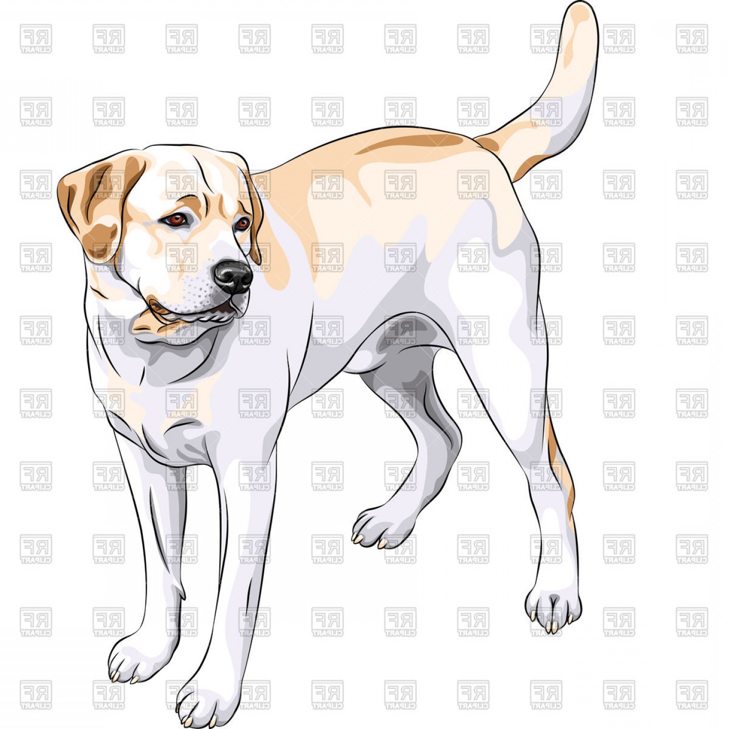 1440x1440 Yellow Gun Dog Labrador Retriever Vector Clipart Hoodamathrun