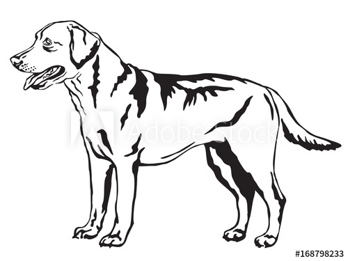 500x375 Decorative Standing Portrait Of Labrador Retriever Vector