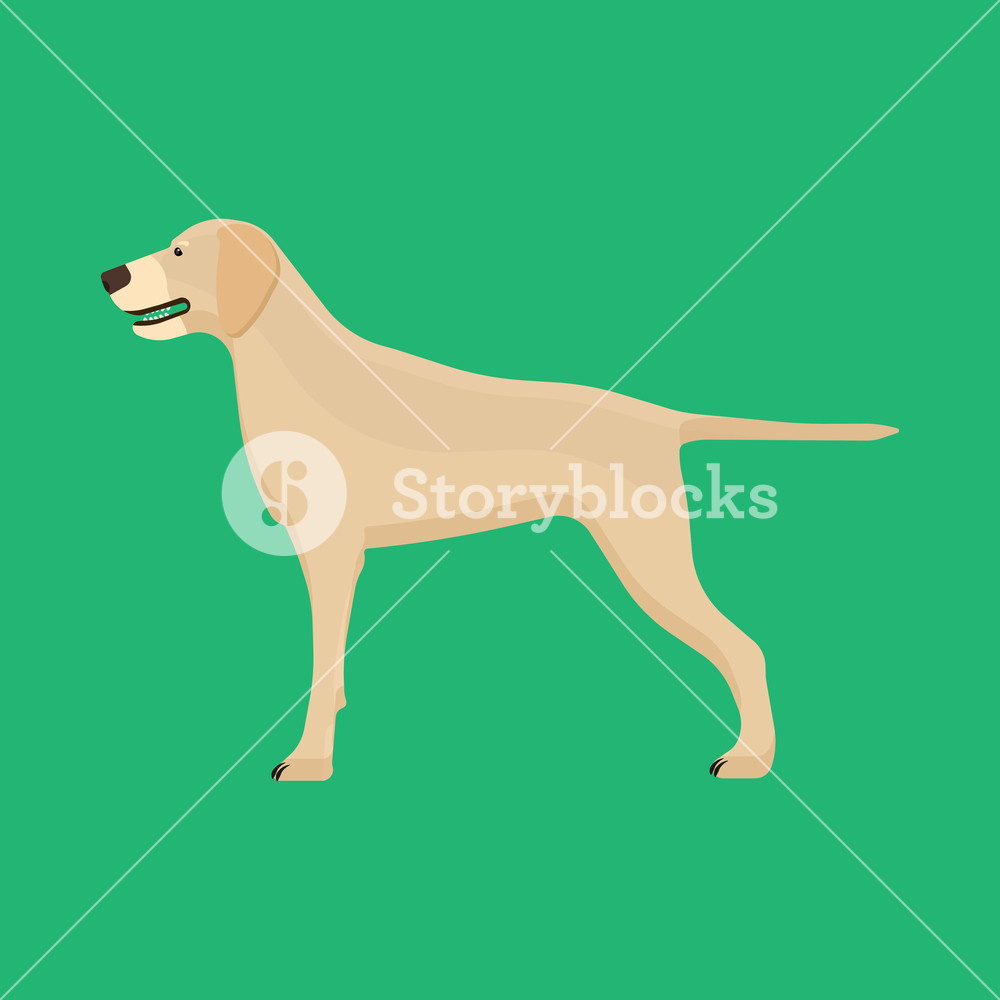 1000x1000 Dog Labrador Animal Pet Vector Icon Side View Isolated Puppy Cute