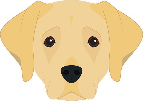 494x348 Labrador Retriever Dog Isolated On White Background Vector Illus