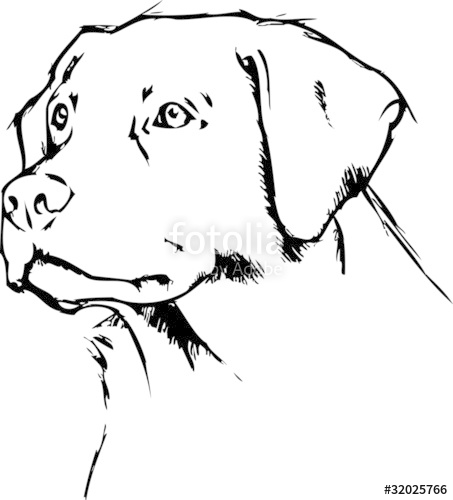 453x500 Labrador Retriever Scribble Stock Image And Royalty Free Vector
