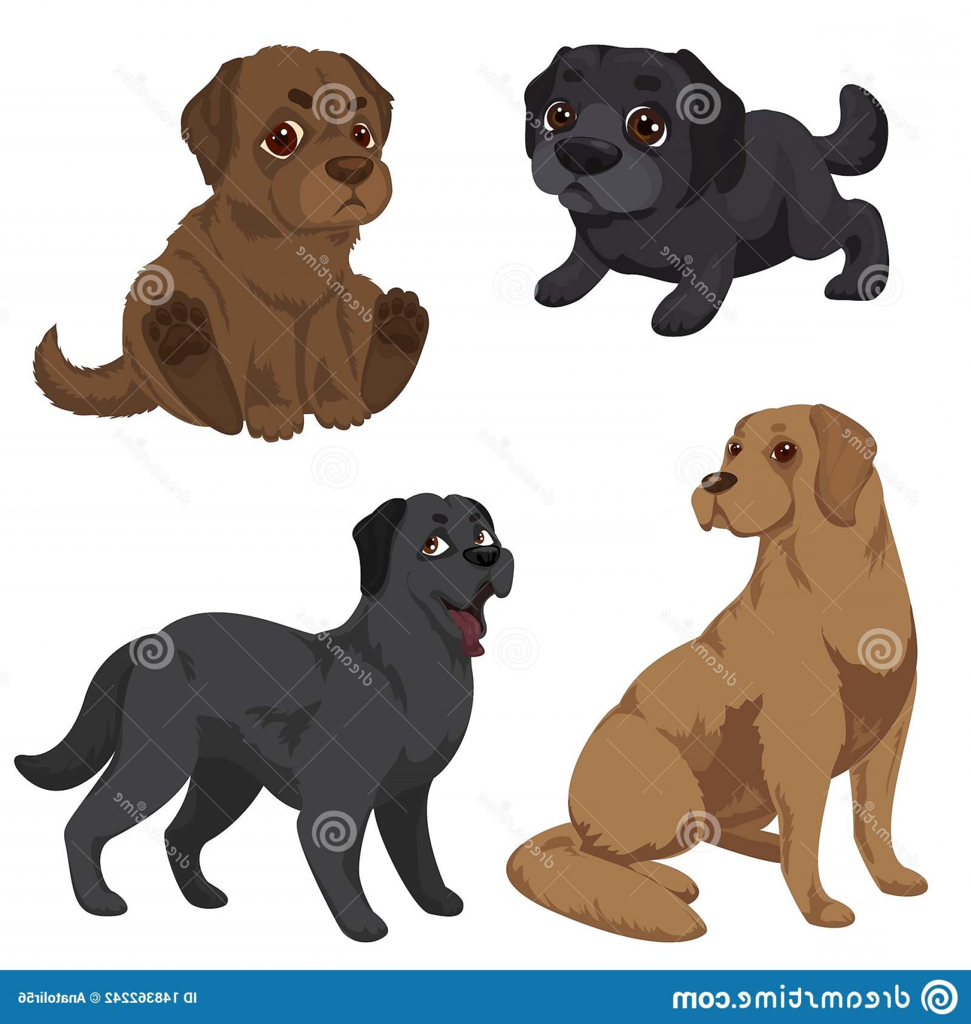 1920x2026 Labrador Vector Catchsplace