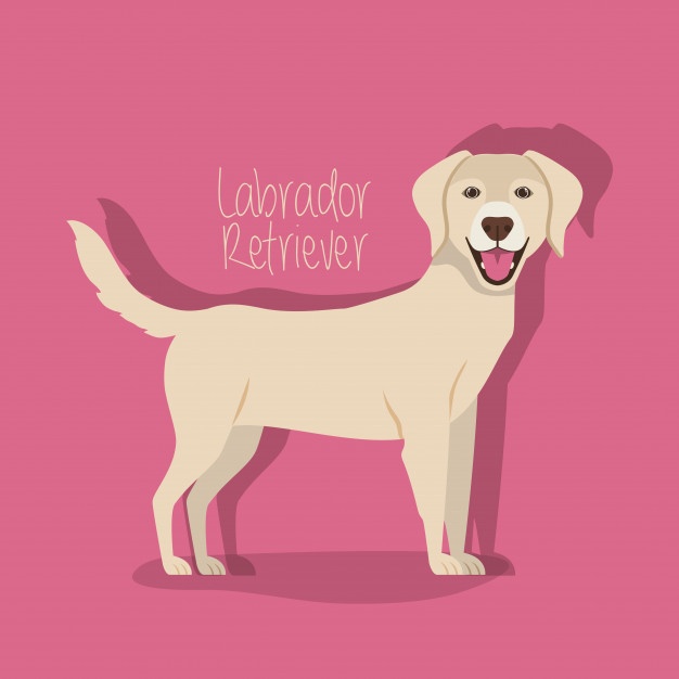 626x626 Labrador Vectors, Photos And Free Download