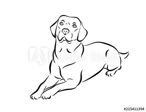 500x383 Labrador Vector Illustration Black And White Outline Of A Lie