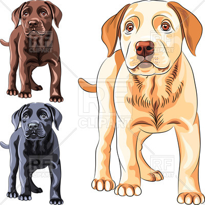 400x400 Puppy Dog Of Labrador Retriever Of Different Colors Chocolate