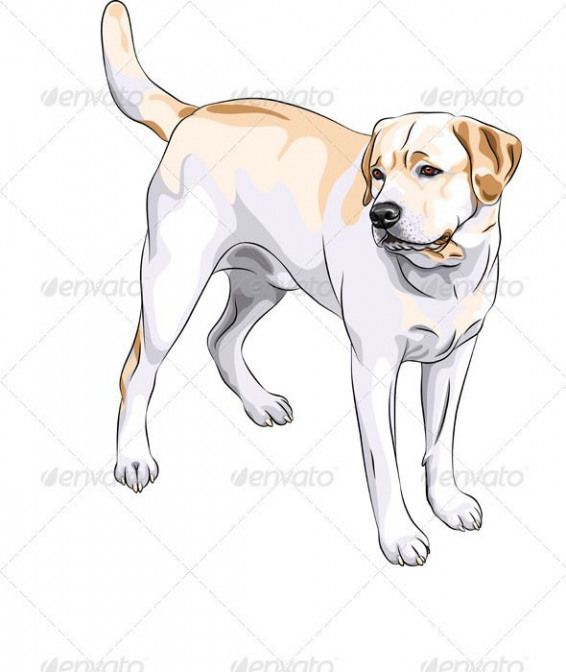 566x672 Vector Gun Yellow Gun Dog Breed Labrador Retriever