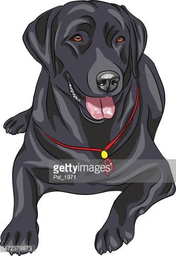 343x499 Vector Sketch Dog Breed Labrador Retriever Stock Vectors