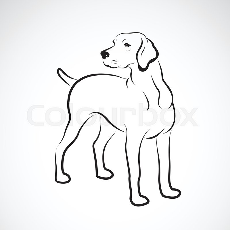 800x800 Vector Of Labrador Dog On White Stock Vector Colourbox