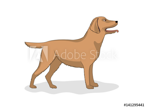 500x369 Drawing Of A Dog Of Breed Labrador, Vector Illustration